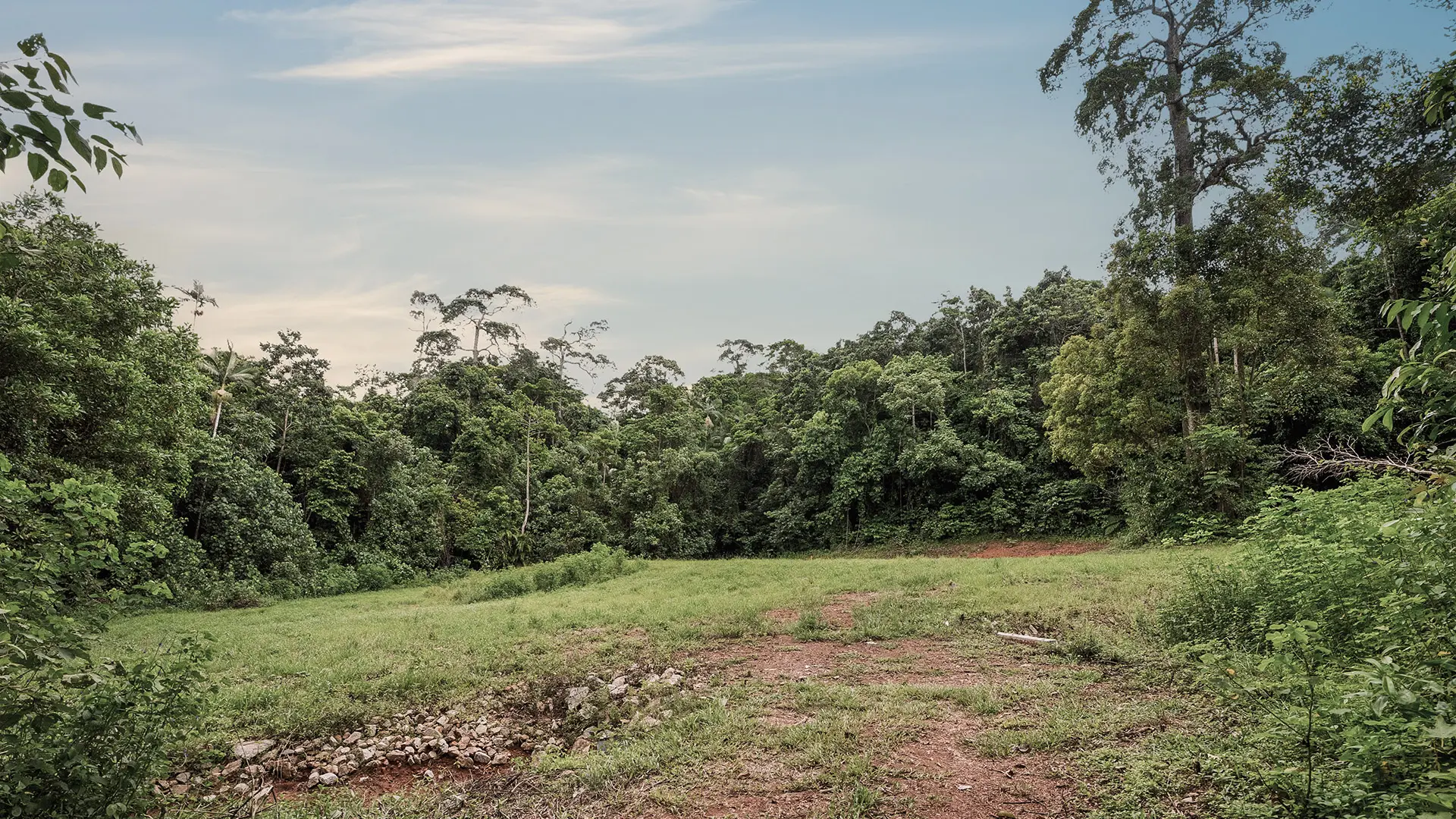 Lot 14, the cleared building pad edged by rainforest
